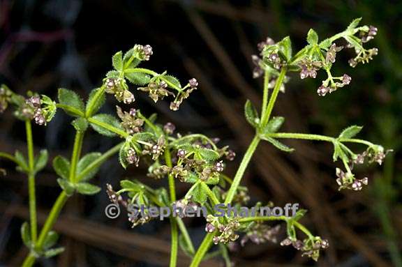 galium bolanderi 2 graphic